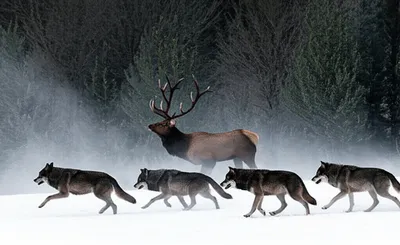 Illustration chases - Image 1