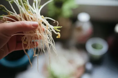 Illustration sprout - Image 1