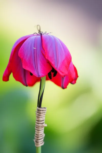 Illustration disabling