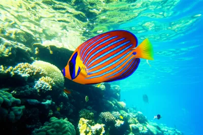 Illustration sailed - Image 1