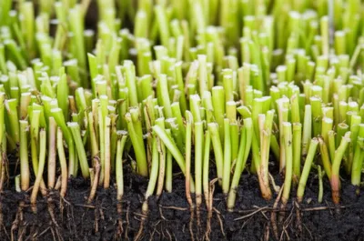 Illustration swingle - Image 1