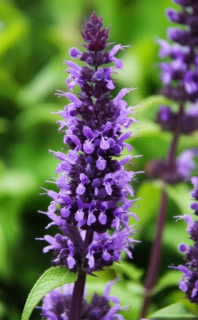 Illustration lavender