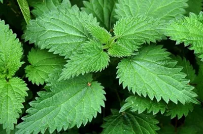 Illustration nettle - Image 2