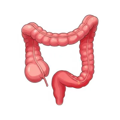 Illustration rectum - Image 1