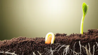 Illustration rooting - Image 1