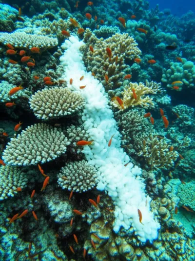 Illustration reefing - Image 1