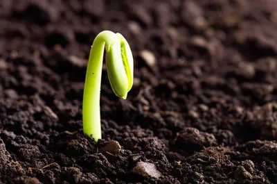 Illustration sprouting - Image 1