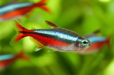 Illustration cardinal - Image 1