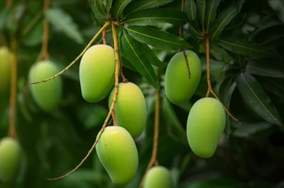 Illustration greenest - Image 1