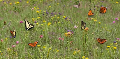 Illustration heath - Image 1