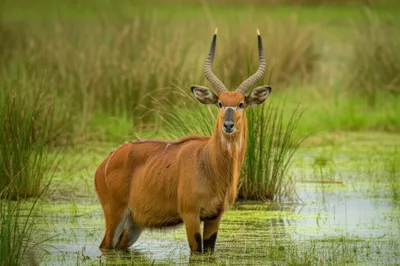 Illustration lechwe - Image 1