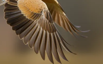 Illustration palmar - Image 1