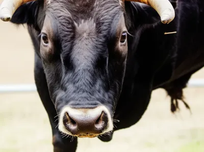 Illustration pricking - Image 1