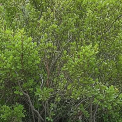 Illustration brushwood - Image 1