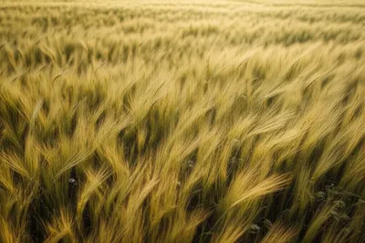 Illustration waved - Image 1