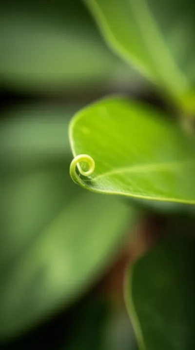 Illustration apex - Image 1