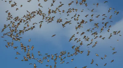 Illustration boil - Image 1