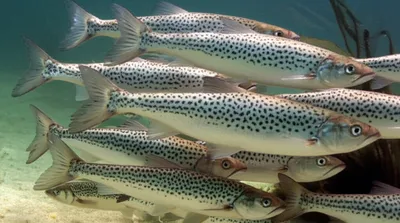 Illustration mackerels