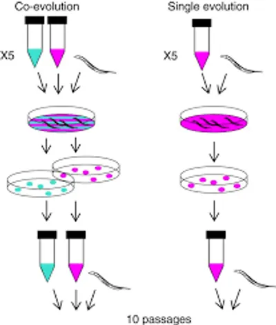 Illustration passage - Image 5