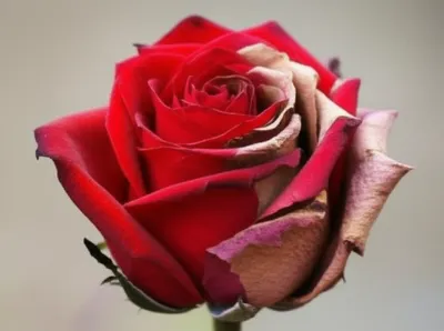 Illustration faded - Image 1