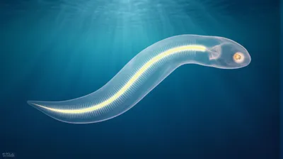 Illustration notochord