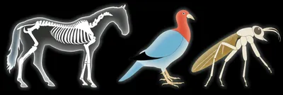 Illustration thighs - Image 1