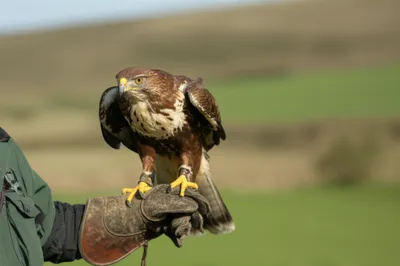 Illustration flying - Image 1