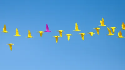 Illustration anomaly