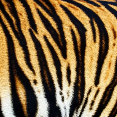 Illustration brindled - Image 1