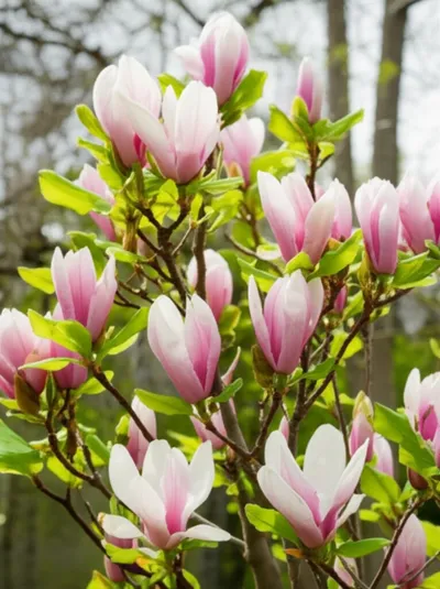 Illustration magnolia