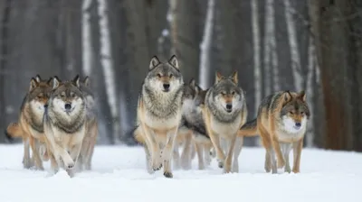 Illustration packs - Image 1