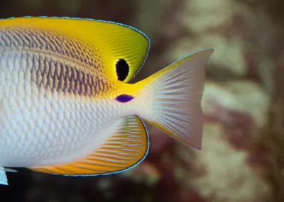 Illustration tailfins