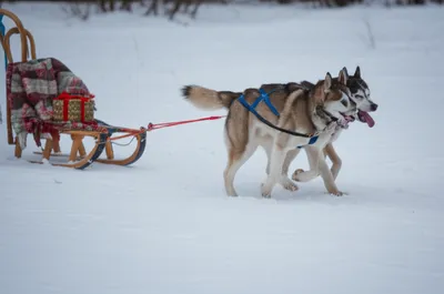 Illustration sledge - Image 1