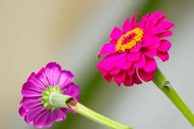 Illustration abortive - Image 1