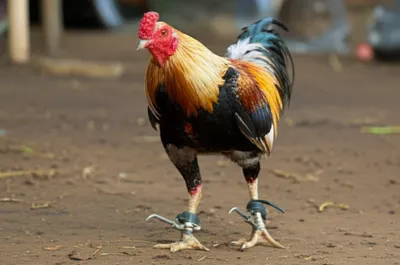 Illustration heeled - Image 1