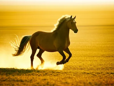 Illustration gallops - Image 1