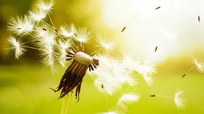 Illustration opened - Image 1