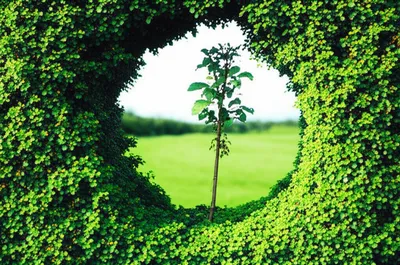 Illustration hedges - Image 1