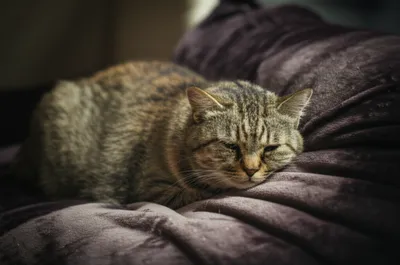 Illustration sleepy - Image 1