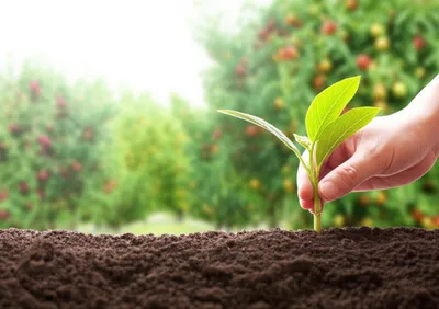 Illustration bred - Image 1