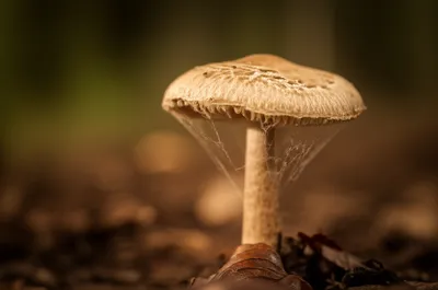 Illustration veils - Image 1