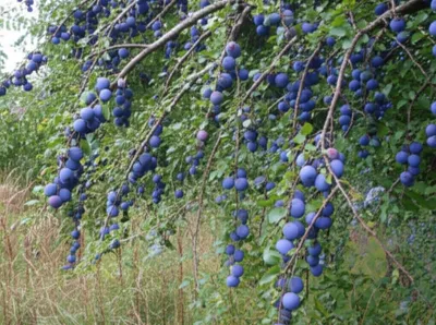 Illustration damascene - Image 1