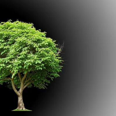 Illustration regression - Image 1