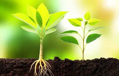 Illustration akin - Image 1