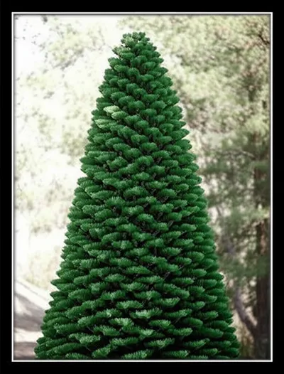 Illustration araucaria - Image 1