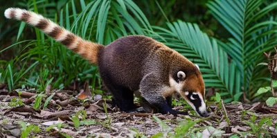 Illustration coati - Image 1