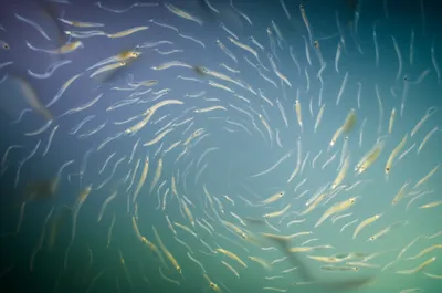 Illustration vortex - Image 1