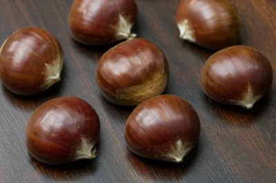 Illustration chestnut - Image 1