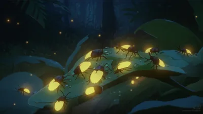 Illustration firefly