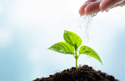 Illustration sprinkling - Image 1